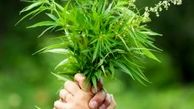 گیاه دارویی که میتوانید در خانه پرورش دهید + فواید