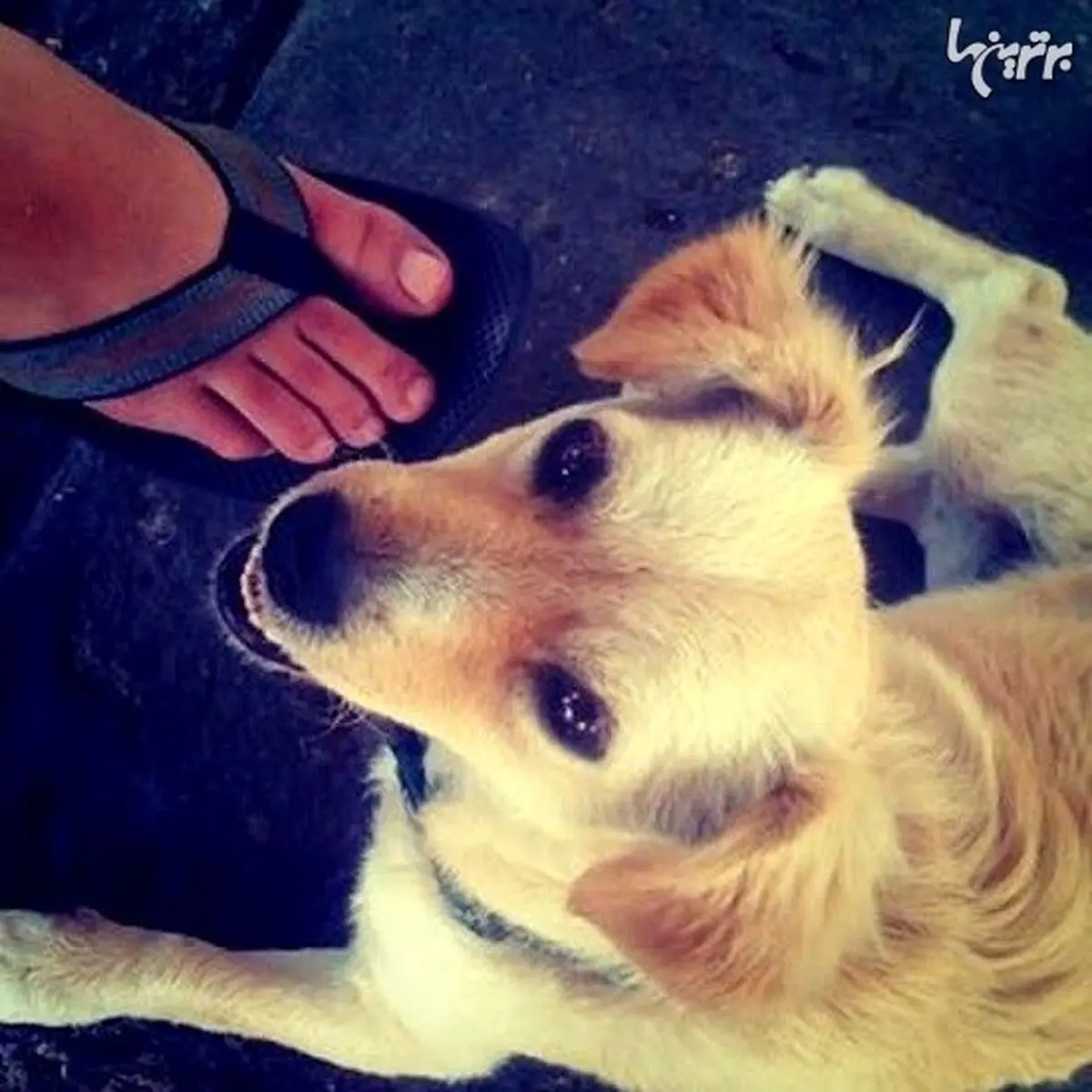 اولین عکس های مشهور تاریخ/عکس