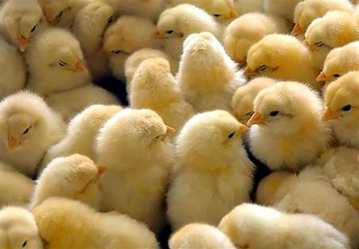  ایستادگی جدی دولت در برابر کمپین جوجه‌کُشی ؛ با ورود دادستانی کار یکسره شد