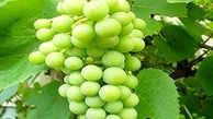 فواید درمانی آبغوره که فکرش را نمی کنید