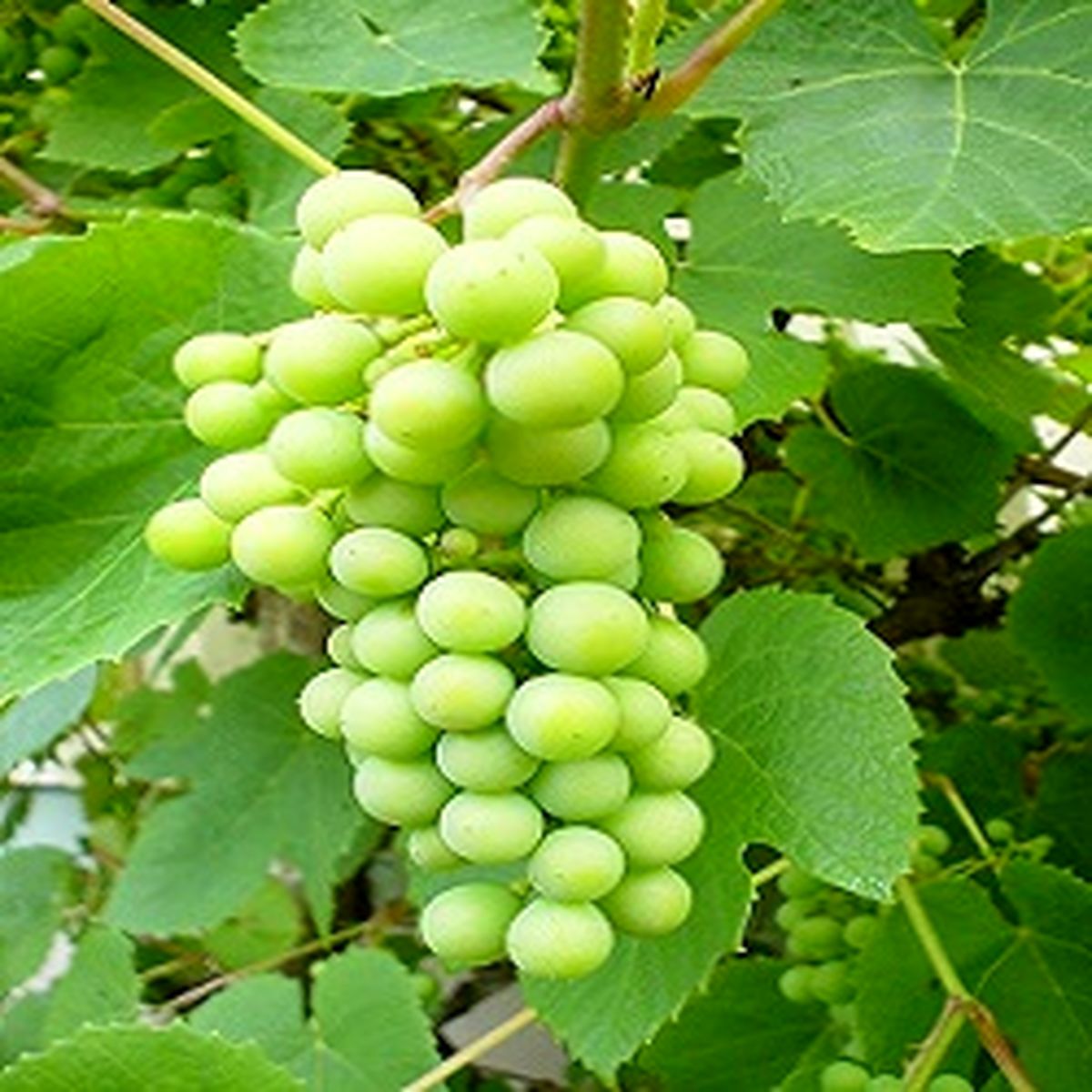 فواید درمانی آبغوره که فکرش را نمی کنید